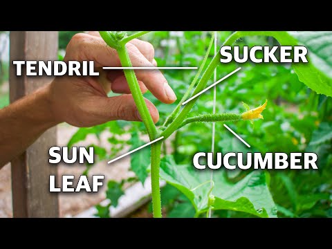 Thumbnail for How To Prune Cucumber Plants, Grow Cucumbers NOT Leaves!