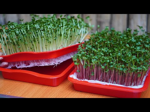 Thumbnail for Growing Vegetables Without A Garden, How To Grow Sprouts Without Using Soil, High Yield