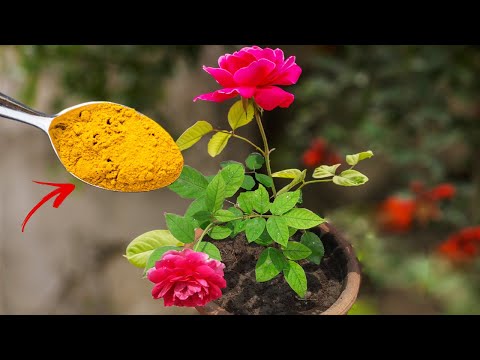 Thumbnail for TOP 5 ROSE GARDENING SECRET TIPS  |  Best Fertilizer For Rose Plant & Care Tips